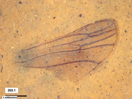 Insecta