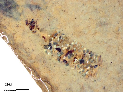 Genus sp