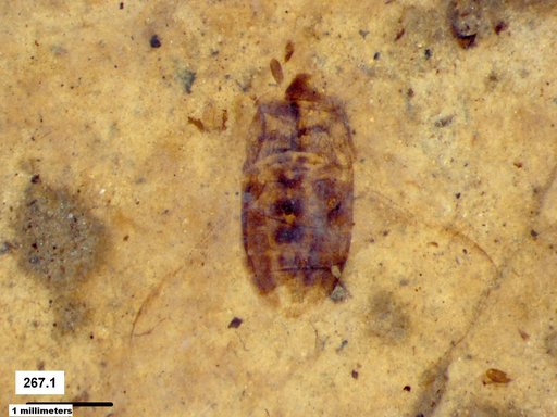 Corixidae