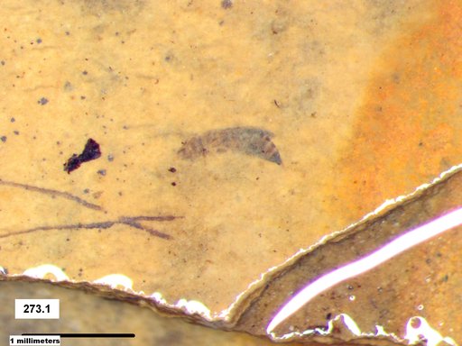 Genus sp