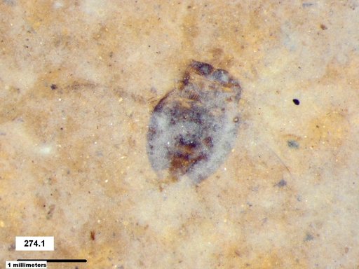 Corixidae