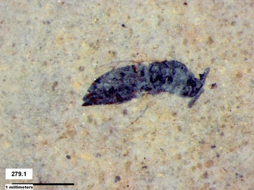 Genus sp