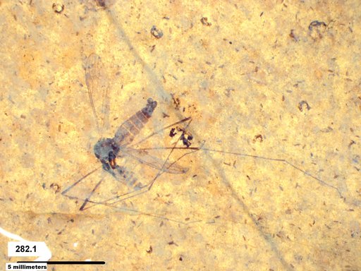 Diptera