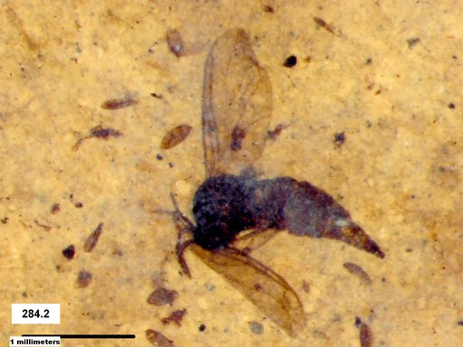 Diptera