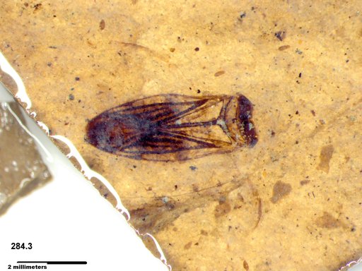 Corixidae