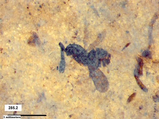 Genus sp