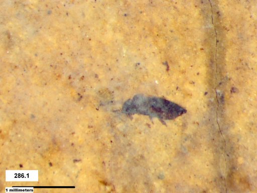 Genus sp