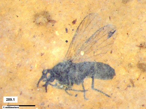 Genus sp