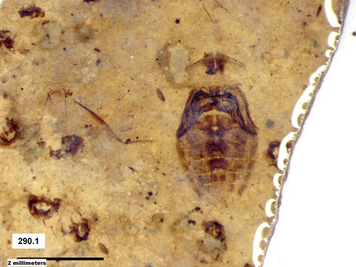 Corixidae