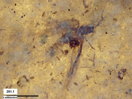 Insecta