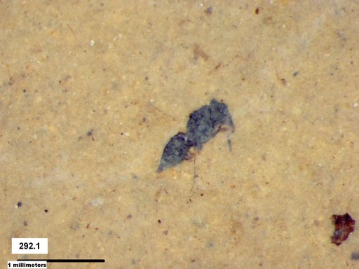 Genus sp