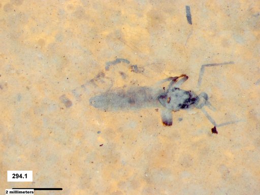 Diptera