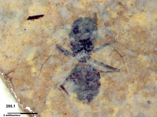 Formicidae