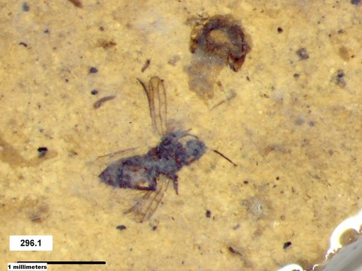 Genus sp
