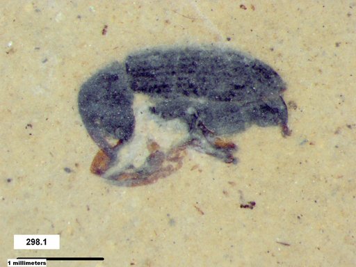 Genus sp