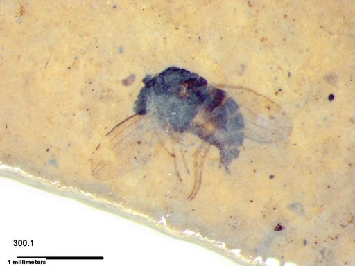 Diptera