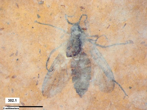Diptera