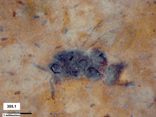 Genus sp