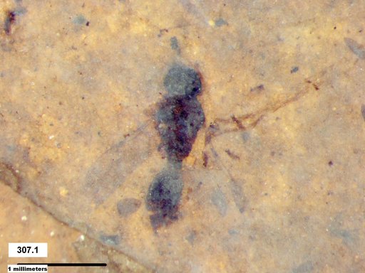 Diapriidae