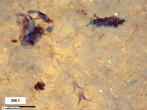 Genus sp