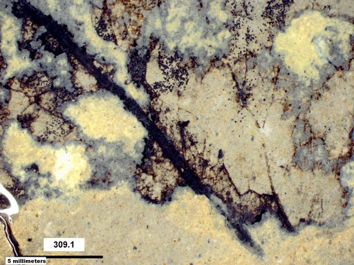Tracheophyta