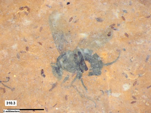 Diptera