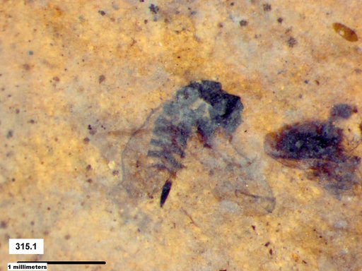 Genus sp