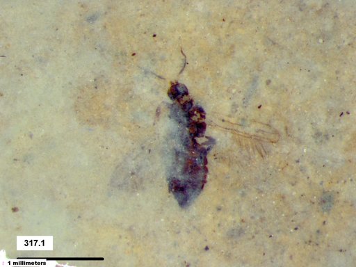 Genus sp