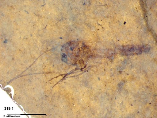 Diptera