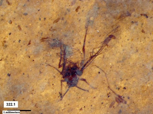 Aphididae