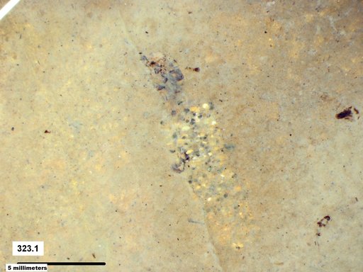 Genus sp