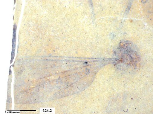 Diptera