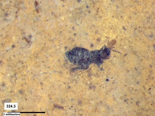 Genus sp