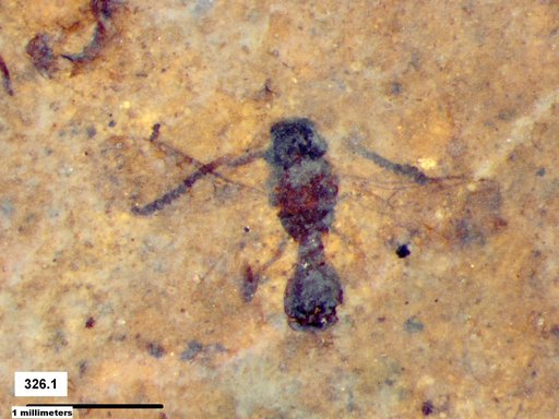 Diapriidae