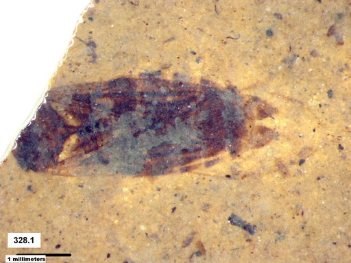 Corixidae