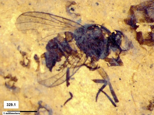 Diptera