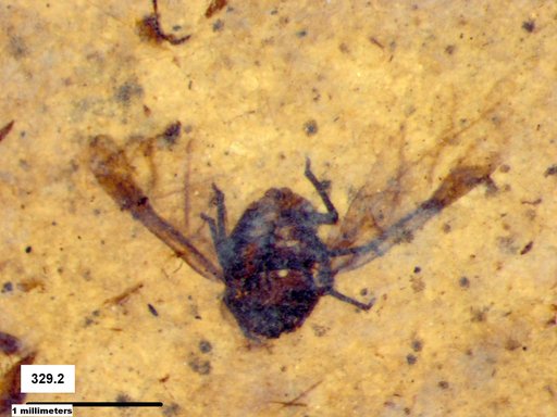 Aphididae