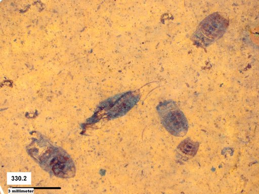 Corixidae