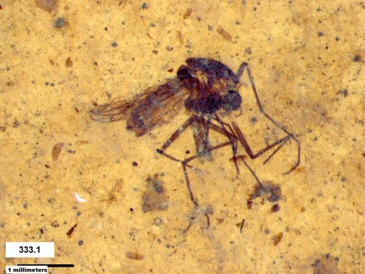 Diptera