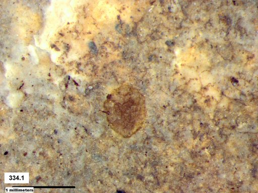 Insecta
