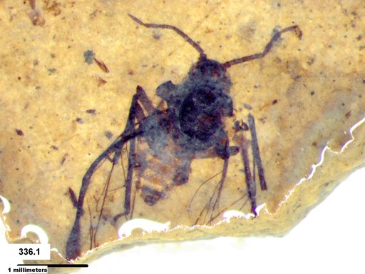 Aphididae