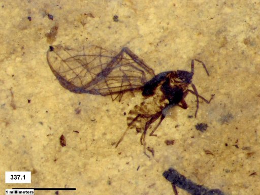 Aphididae