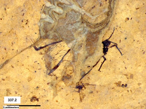Aphididae