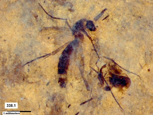 Mycetophilidae