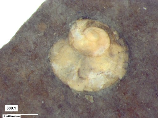 Gastropoda