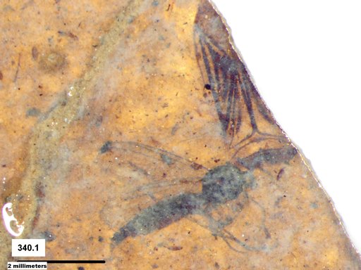 Diptera