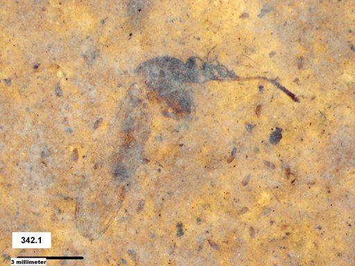 Genus sp