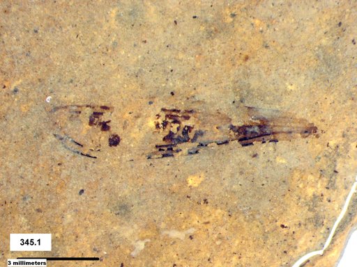 Insecta