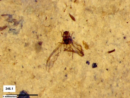 Aphididae
