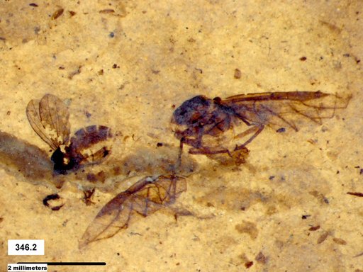 Diptera